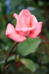 Single Pink Rose In Flower At Butchart Gardens Stock Photo