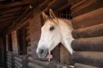 Horse Portrait Stock Photo