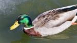 Isolated Image Of A Mallard Swimming In Icy Lake Stock Photo