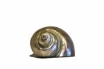 Isolated Pearl Snail Stock Photo
