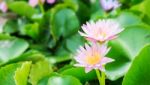 Lotus Flower Background Stock Photo
