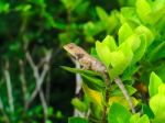 Brown Lizard Hidden In A Bush Stock Photo