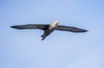 Waved Albatross Flying In Galapagos Stock Photo