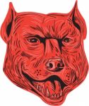 Pitbull Dog Mongrel Head Drawing Stock Photo