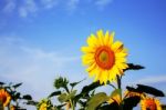 Sunflowers On Blue Sky Stock Photo