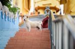 Life Of Homeless Dogs In The Temple In Thailand Stock Photo