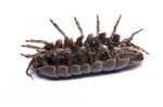Woodlice Bug Stock Photo