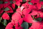 Beautiful Red Poinsettia Christmas Flower Stock Photo