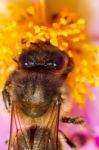 European Honey Bee (apis Mellifera) Stock Photo