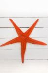 Orange Starfish Stock Photo