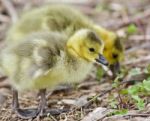 Beautiful Isolated Photo Of Two Young Chicks Of Canada Geese Stock Photo