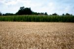 Corn And Maize Field Stock Photo