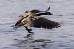 Beautiful Isolated Image With A Canada Goose Landing To The Water Stock Photo