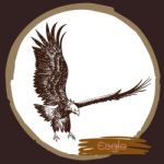 Illustration Of Eagle, Hawk Bird Stock Photo