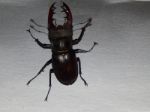 Large Beetle Stag Beetle Insects Stock Photo