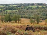 Exmoor Ponies Grazing In The  Ashdown Forest In Autumn Stock Photo