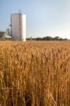 Dry Wheat Field Stock Photo