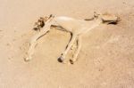 Dead Donkey In The Desert Stock Photo