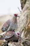 Speckled Pigeon Stock Photo