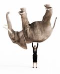 3d Rendering Of A Tired Businesswoman Lifting Up An Elephant Stock Photo