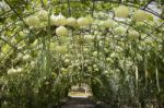 Green Tunnel Made From Gourd Plant Stock Photo