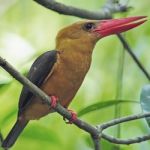 Female Brown-winged Kingfisher Stock Photo