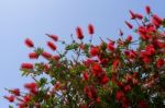 Bottlebrush Tree (callistemon) Flowering In Sardinia Stock Photo