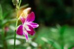 Orchid With Green Nature Stock Photo
