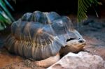 Radiated Tortoise (astrochelys Radiata) Stock Photo