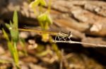Damselfly Insect Stock Photo