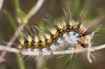 Lappet Moth Caterpillar Stock Photo