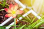 Zephyranthes Rosea Flower Stock Photo