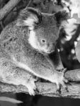 Koala In A Eucalyptus Tree. Black And White Stock Photo