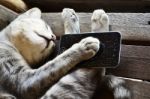Cat Scratching Smart Phone Stock Photo