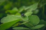 Fly Sitting On A Leaf Stock Photo