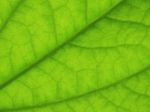 Green Leaf  Stock Photo