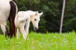 White Horse Foal In A Green Grass Stock Photo