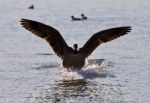 Beautiful Isolated Image Of A Landing Canada Goose Stock Photo