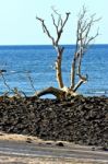 Dead Tree Andilana Beach Seaweed In Indian Ocean Stock Photo