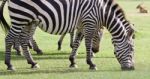 Beautiful Zebras Stock Photo
