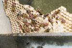 Wasp Nest With Wasps Sitting On It Stock Photo