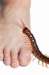 Centipede Legs Climb Stock Photo