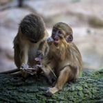 A Pair Of Talapoin Monkeys (miopithecus Talapoin) In The Bioparc Stock Photo