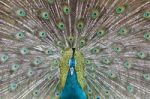 Peacock Showing Beautiful Plumage Stock Photo