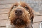 Wirehair Pointing Griffin Face Stock Photo