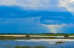 Landscape At Chobe River Stock Photo