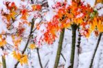 Red Fall Maple Tree Covered In Snow,south Korea Stock Photo