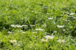 Lush Green Grasses And Crisp White Oxeye Daisies Stock Photo