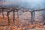 Autumn Vineyard. Mendoza In Late Autumn, When Grapes Harvested Stock Photo