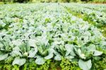Cauliflower Plant, Cabbage In Vegetable Garden Stock Photo